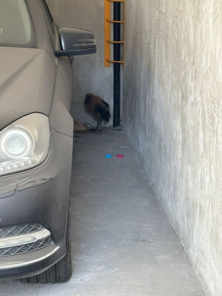 Jorge Luis Cruz tweet media