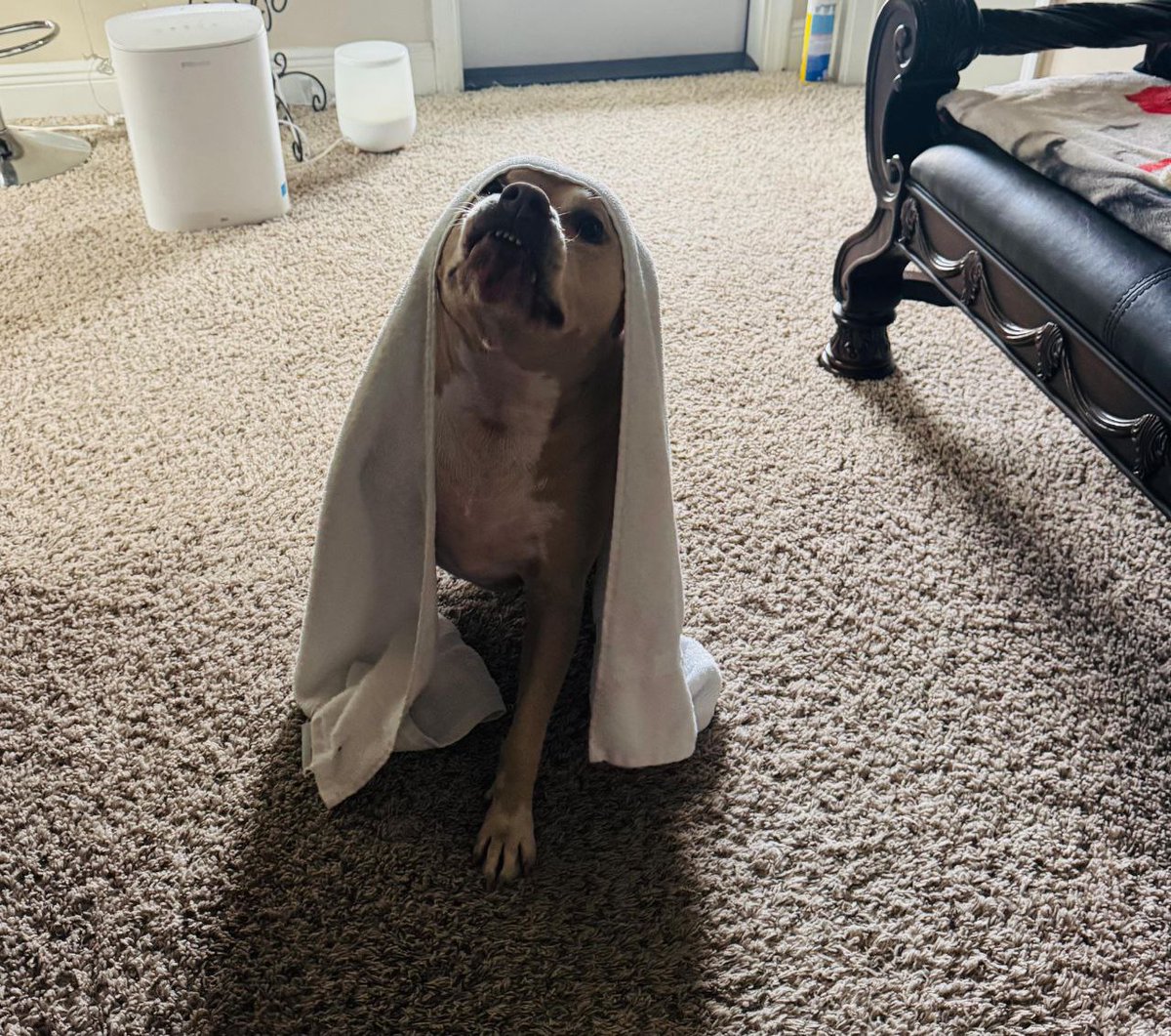 If the narrative hits, memes move fast.
Faster than most people expect.
$VENUS is building that narrative.

@mayamemeVenus
Trade: catex.io/trading/VENUS/…