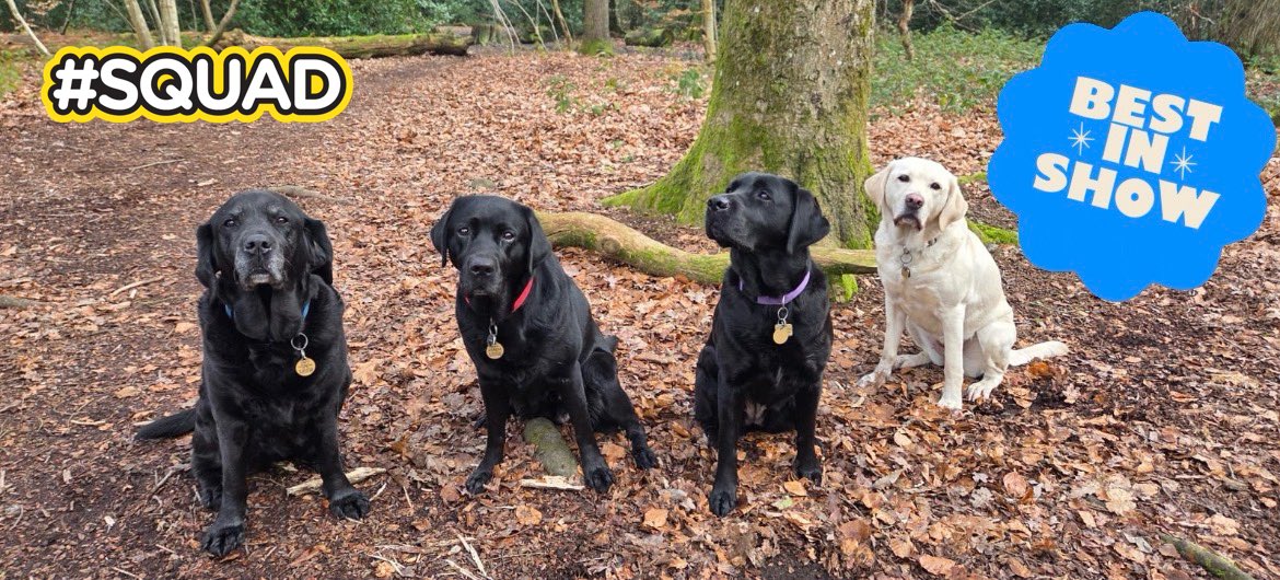 Solihull Guide Dogs tweet media
