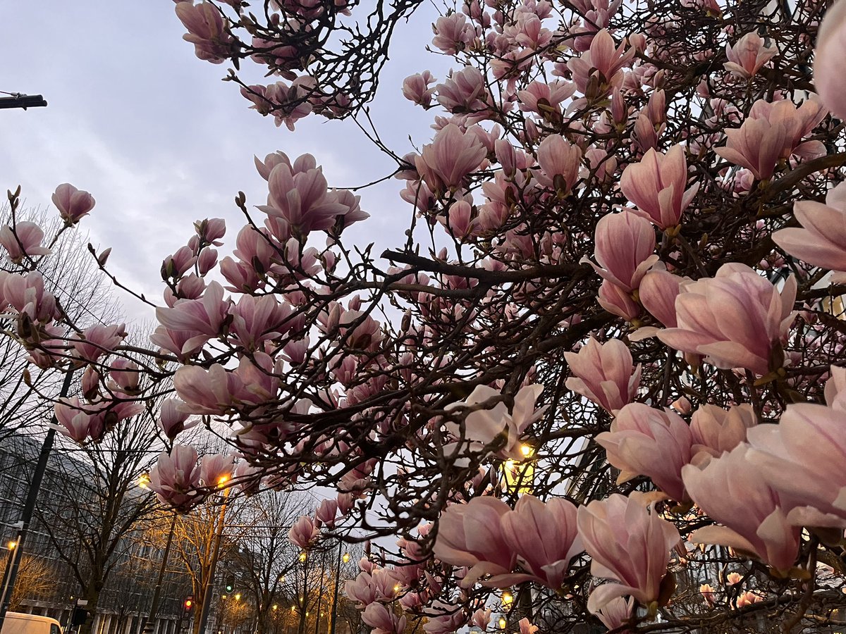 Émilie Vanderhulst 🌻 🇧🇪🇪🇺 tweet media