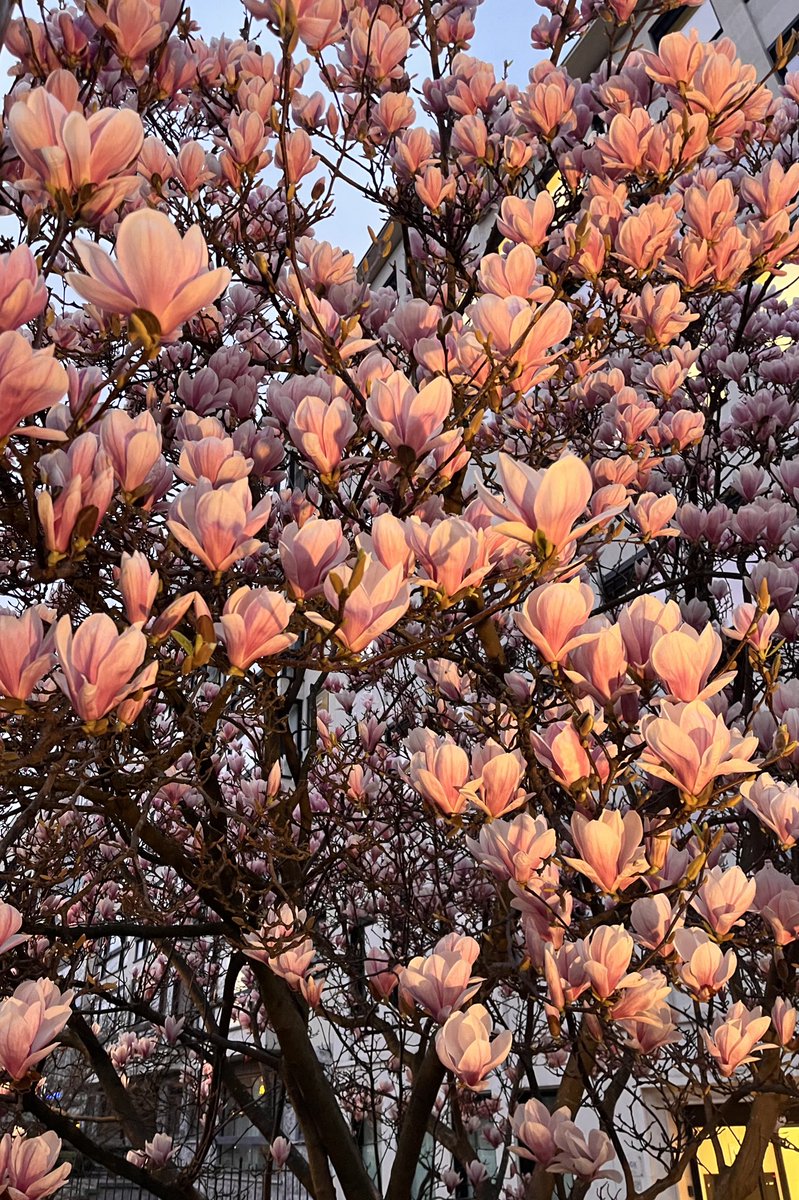 Émilie Vanderhulst 🌻 🇧🇪🇪🇺 tweet media