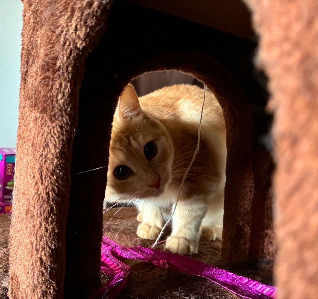 おはようございます☀️
今日もよろしくおねがいします✨

父の三回忌と母の面会で、早朝から移動を開始します。
お猫様は空気読んでるのか、夜中騒がなくていい子過ぎる💕
でも。
置いてけぼりに怒ってご飯ボイコットの未来が見える💦
連れてったらそれも全力で嫌がる未来が見える💦

どうしろと……😭