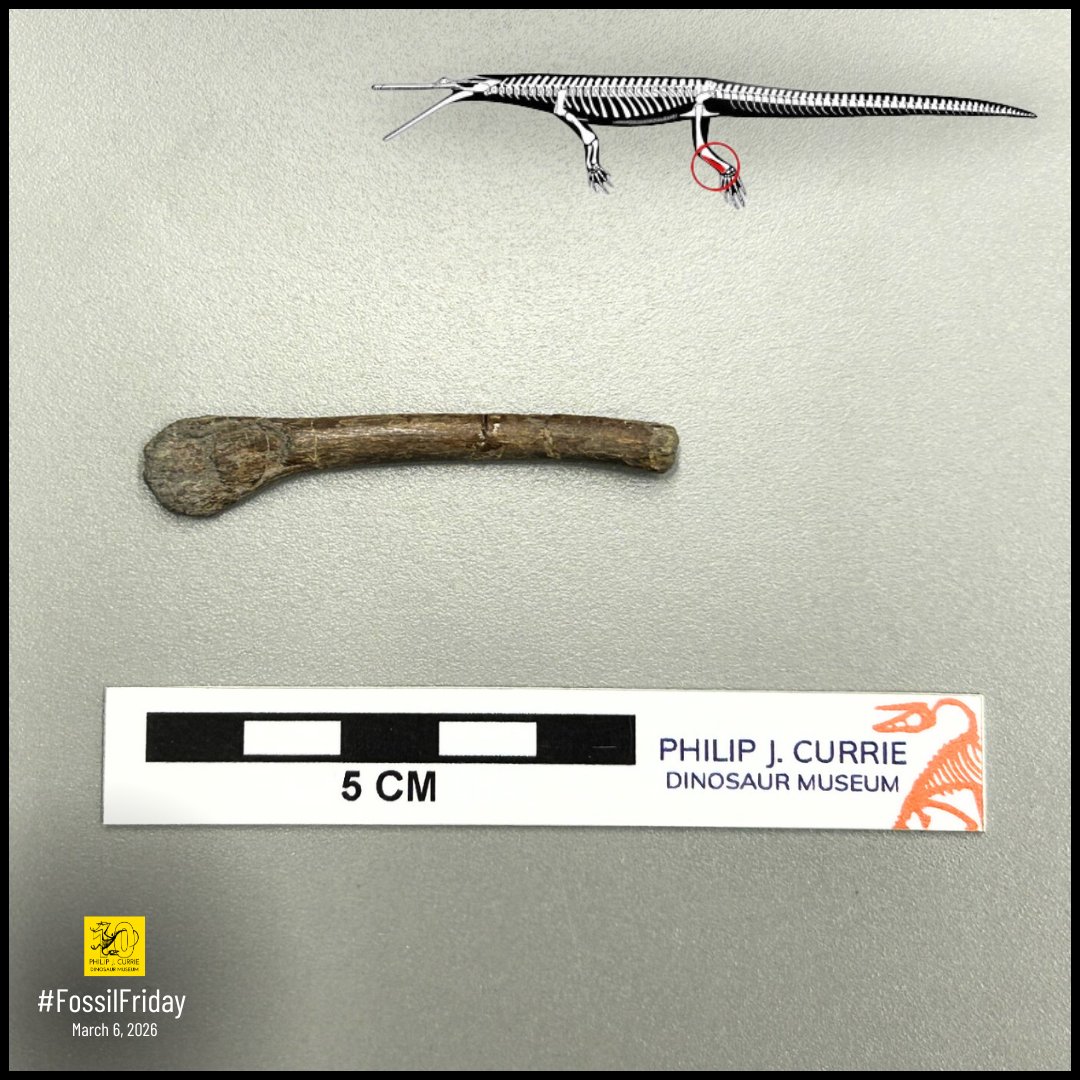 Philip J. Currie Dinosaur Museum tweet media