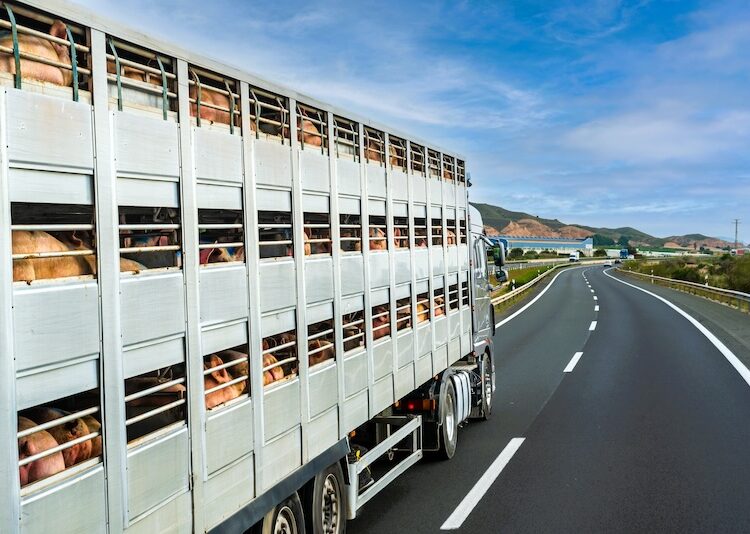 African Farming tweet media