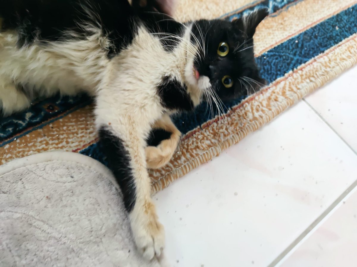 İstanbul Hayvan Hakları Platformu tweet media