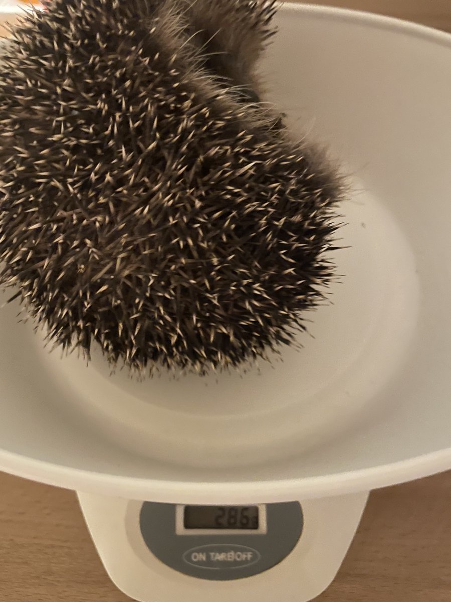 HilfeIgel's tweet photo. 😭 Neuzugang 😭 ich wurde aus meinem Winterschlaf Bett vertrieben 😭 Bea sagt, Gott sei Dank wurde ich gefunden, sonst hätte ich nicht überlebt, mein Gewicht 286 g 😭 sehr viele Zecken 🤢 jetzt habe ich ein warmes Bettchen und kann gesund werden 💪 bitte Daumen drücken 💪 https://t.co/f7mSlblXP2