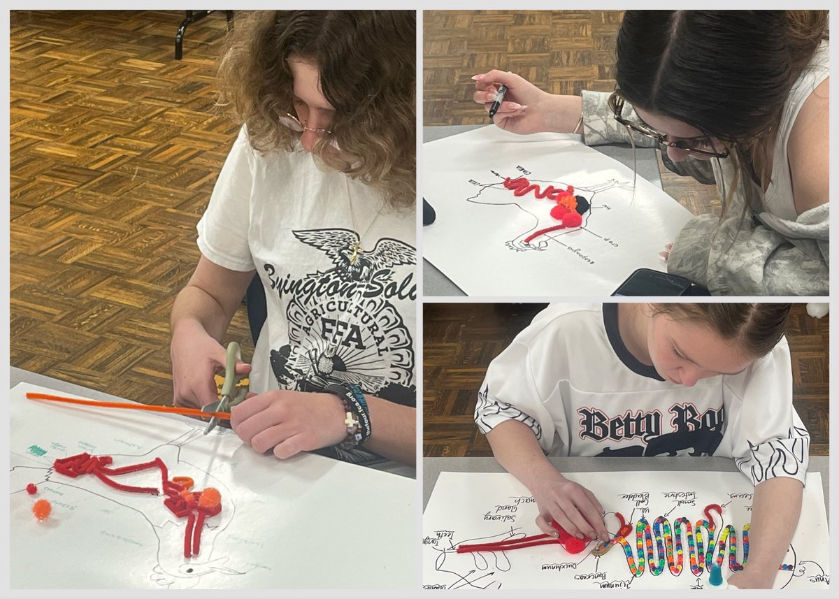 Today in Large Animal Science:
Pipe cleaners + craft supplies = animal digestive systems. 🐄

Students built models to learn how animals process feed and nutrients.

It might look like arts &amp; crafts but it’s actually animal science.

#AgEducation #AnimalScience #HandsOnLearning