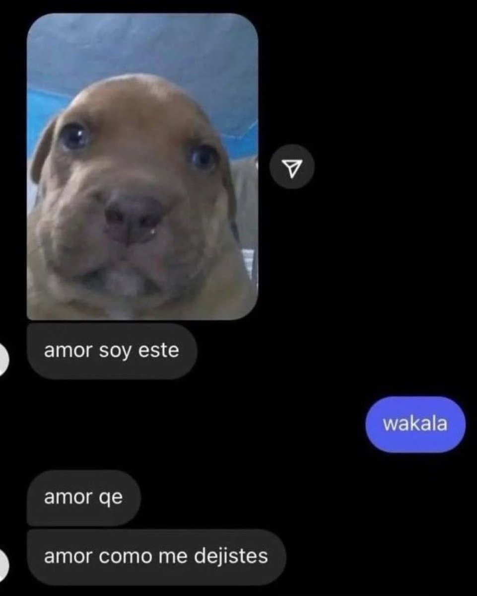 acervo doguinhos tweet media