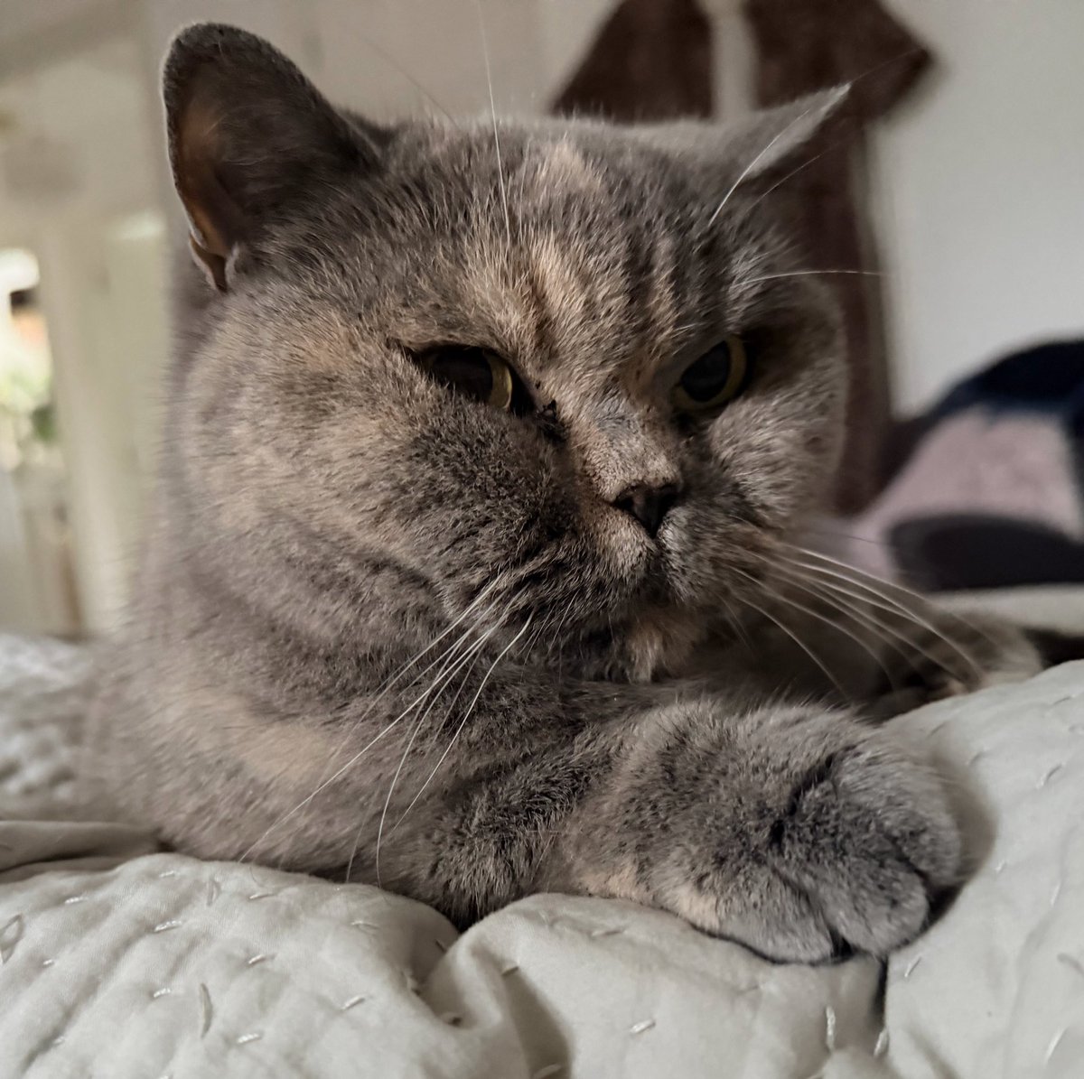 Miss Miko Blossom tweet media