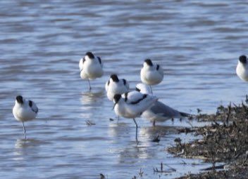 ProfLAppleby's tweet image. Changing seasons at Burton Mere RSPB reserve in Cheshire.

Avocets a spring arrival, spotted redshank in winter plumage. 

#biodiversity #oneworld