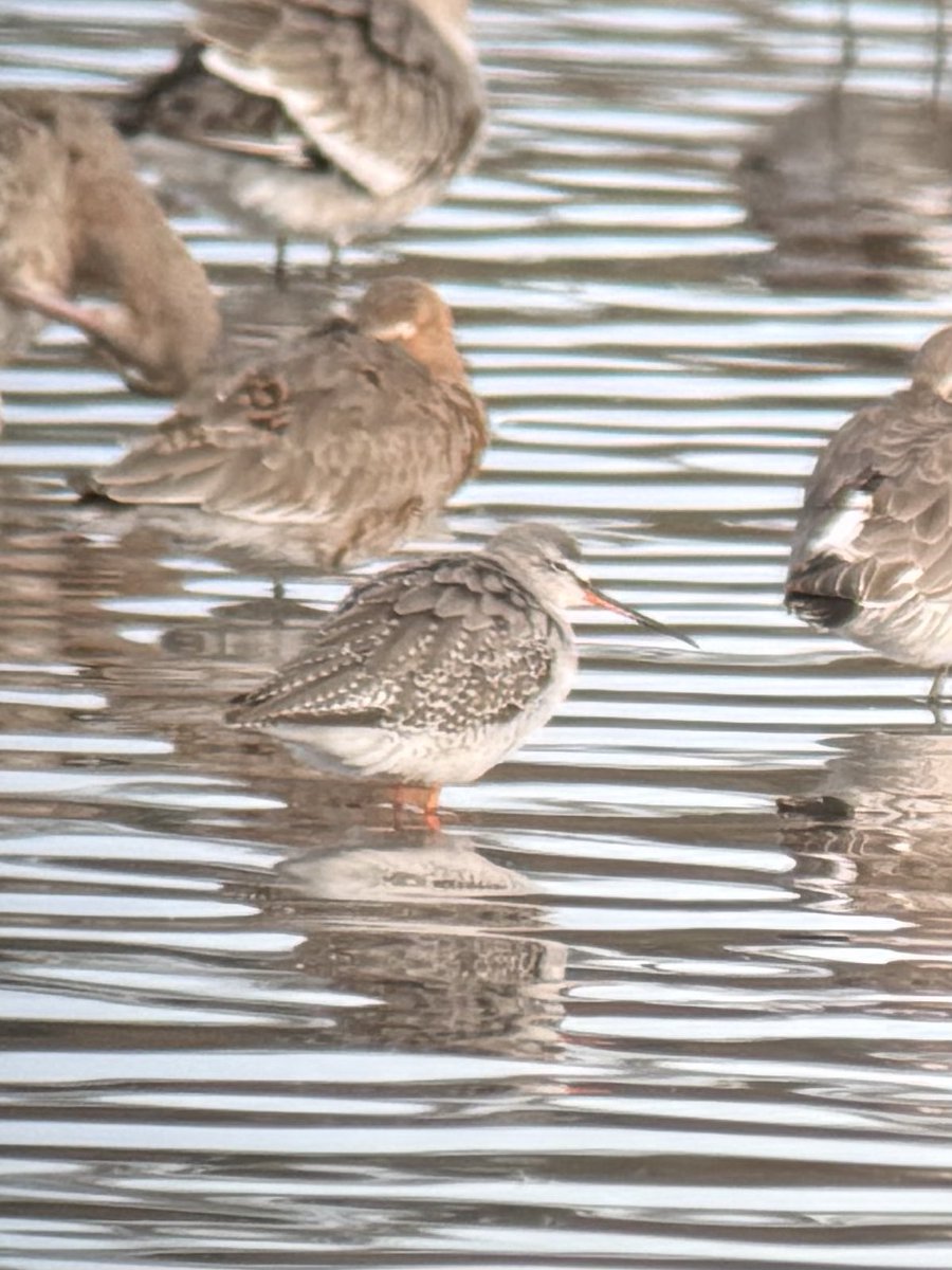 ProfLAppleby's tweet image. Changing seasons at Burton Mere RSPB reserve in Cheshire.

Avocets a spring arrival, spotted redshank in winter plumage. 

#biodiversity #oneworld