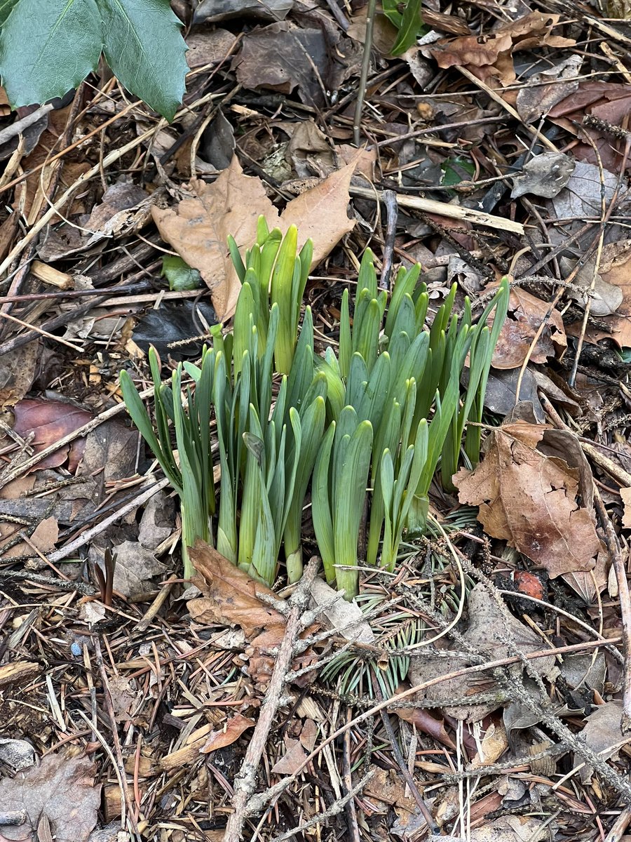 RoccoDelGreco's tweet photo. Spring is a time of renewal, we can learn much about resilience from nature. https://t.co/YZK4rQDA5o