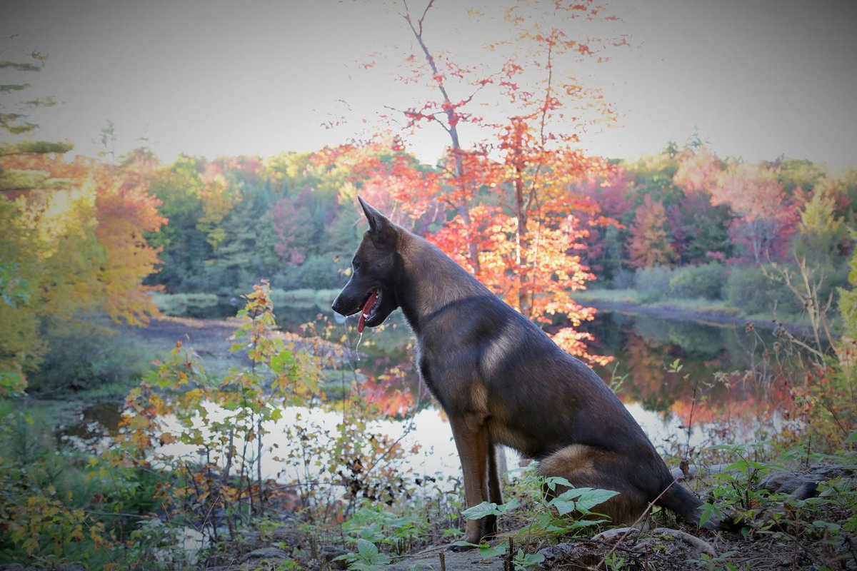 If there is anything in life more satisfying than owning a good dog, I have not found such a thing.