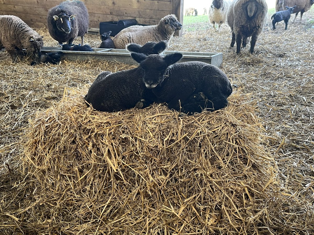 🐑 Farmer Dixon 🐐🐮🐓🐏🌿 tweet media