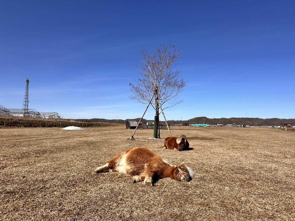 マイケル tweet media
