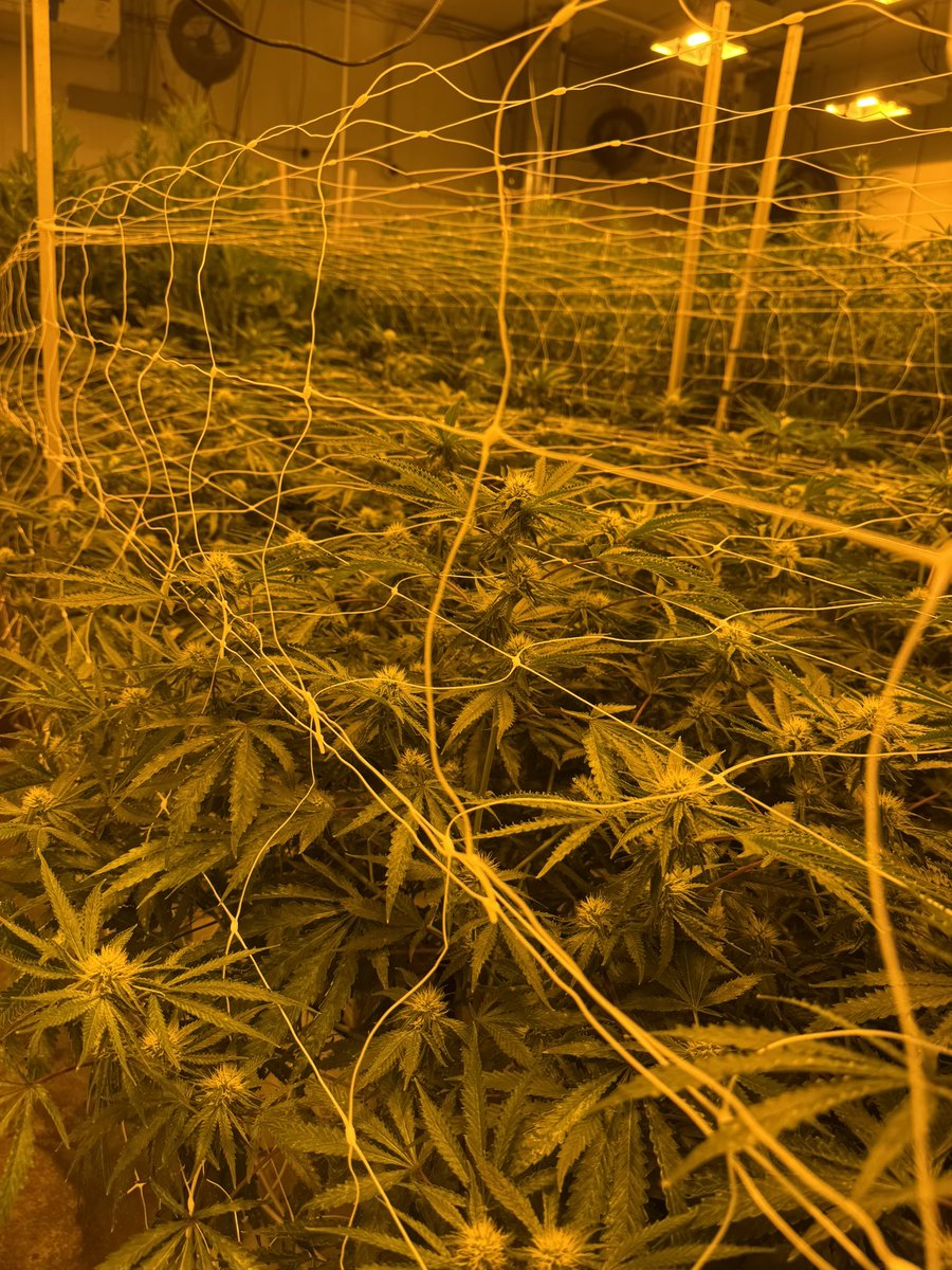 Yellowthumb tweet media