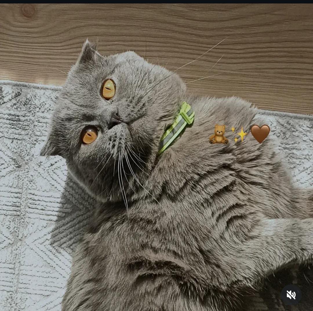 PatiGangs tweet media