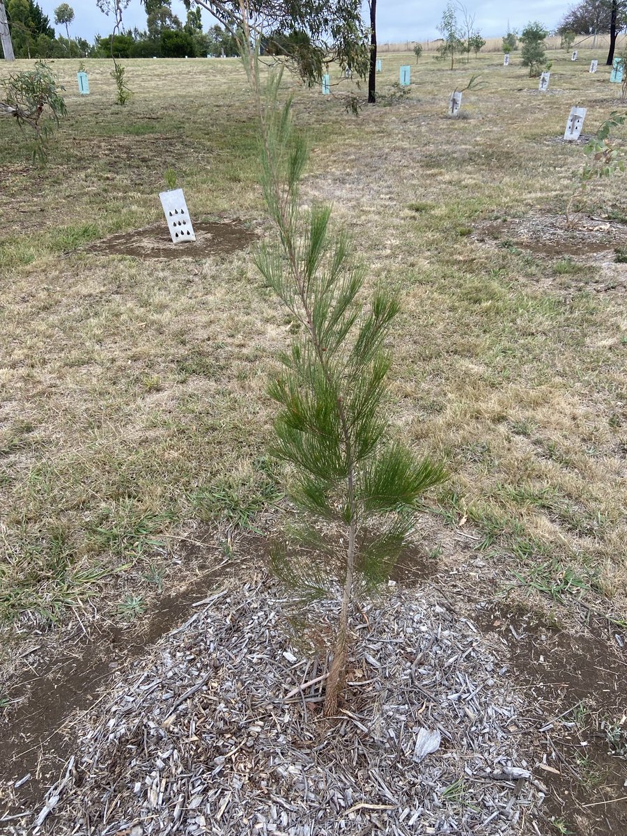 Guy Ballard tweet media