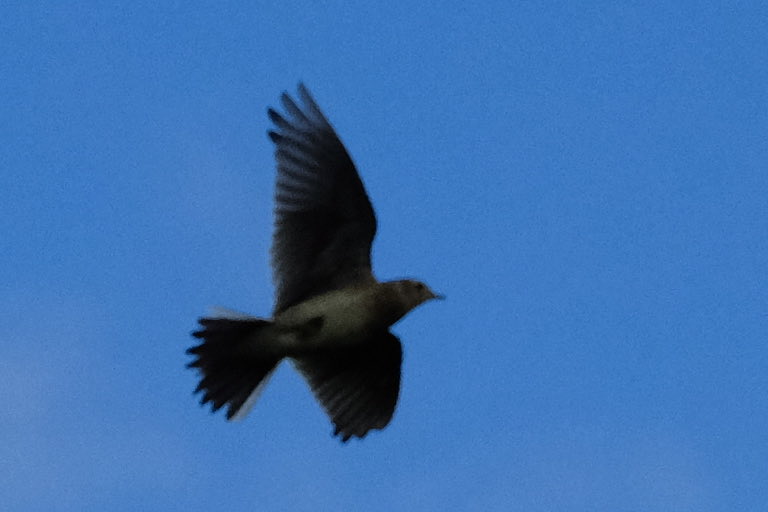 Skylark this week
#northumbria
#bird #photography
#birdphotography