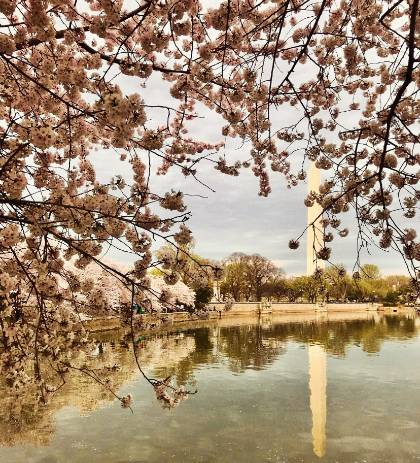 ColCapTours's tweet image. For #studentgroups visiting the capital, the #cherryblossoms around the #TidalBasin make #History  come alive in the most beautiful way. #washingtondc #studenttravel #DC #