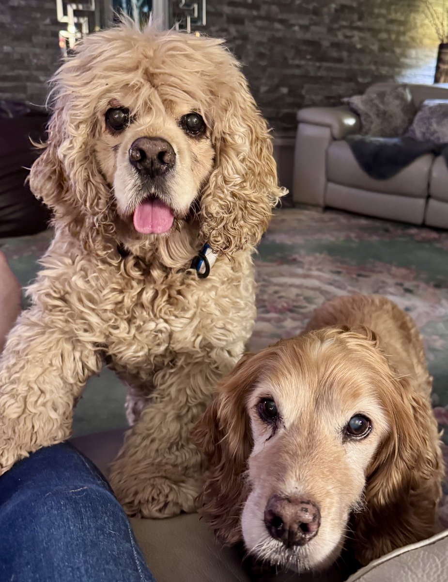 SpanielsSuper's tweet image. Ahem #CoughCough 
We’re here mum&amp;amp; hopeful of sharing #SharingIsCaring