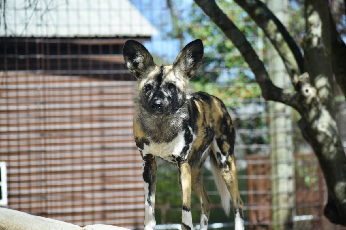 The Greenville Zoo's spring hours begin on March 7! Longer days