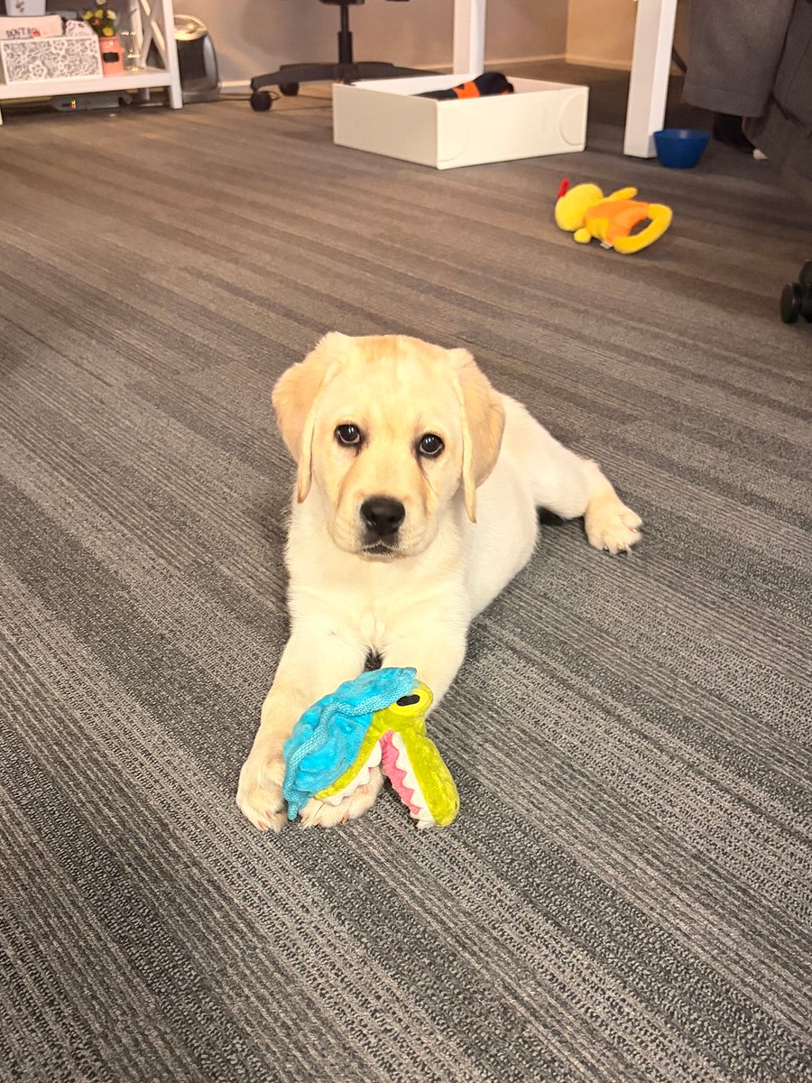 Corsica Technologies💻 tweet media