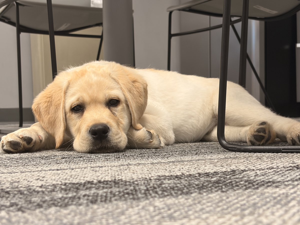 Corsica Technologies💻 tweet media