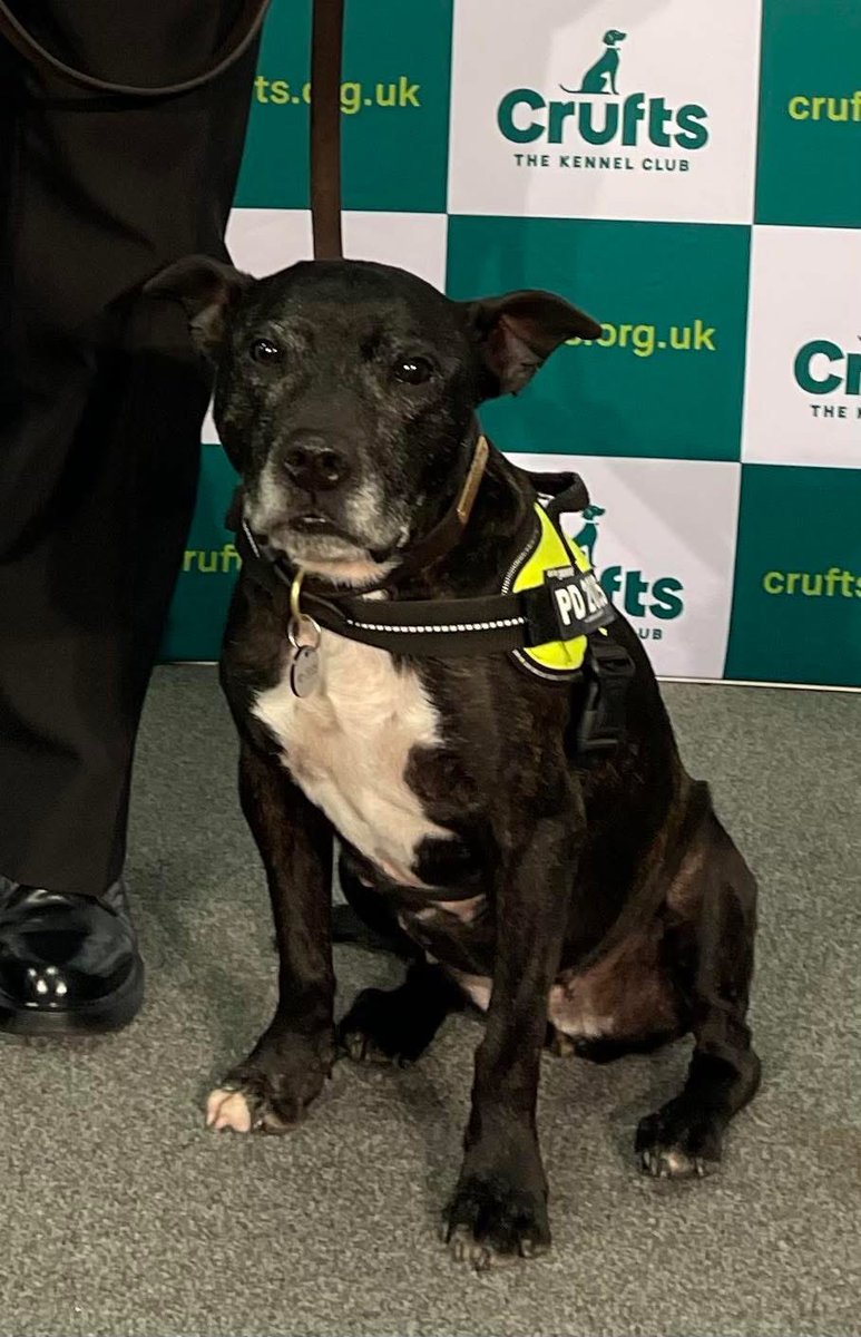 Retired Police Dog Stella the Staffie tweet media