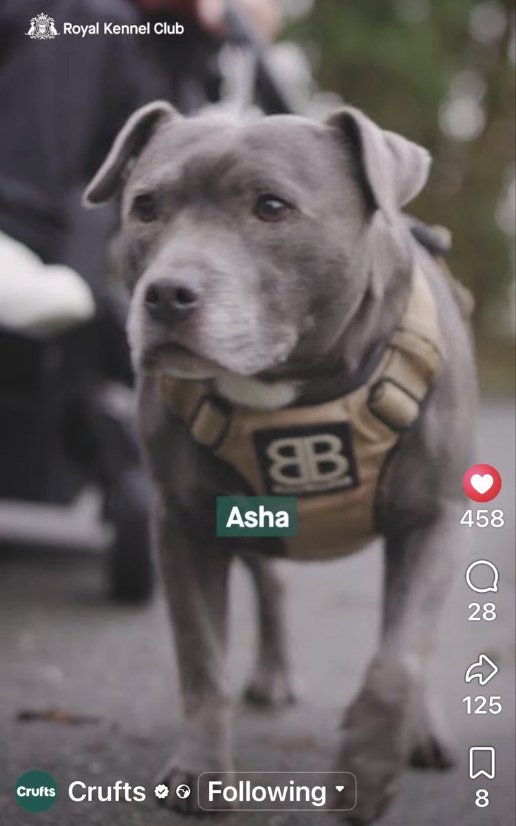 Retired Police Dog Stella the Staffie tweet media