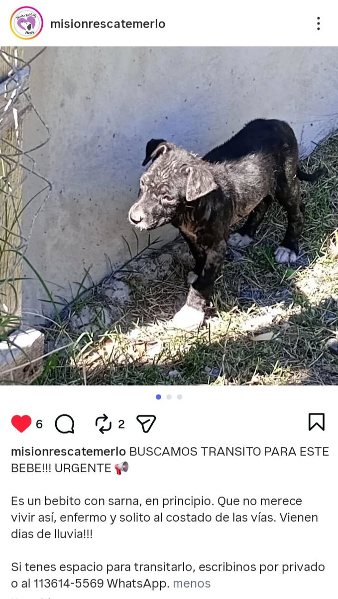 Perros de Merlo (@perrosdemerlo) on Twitter photo 