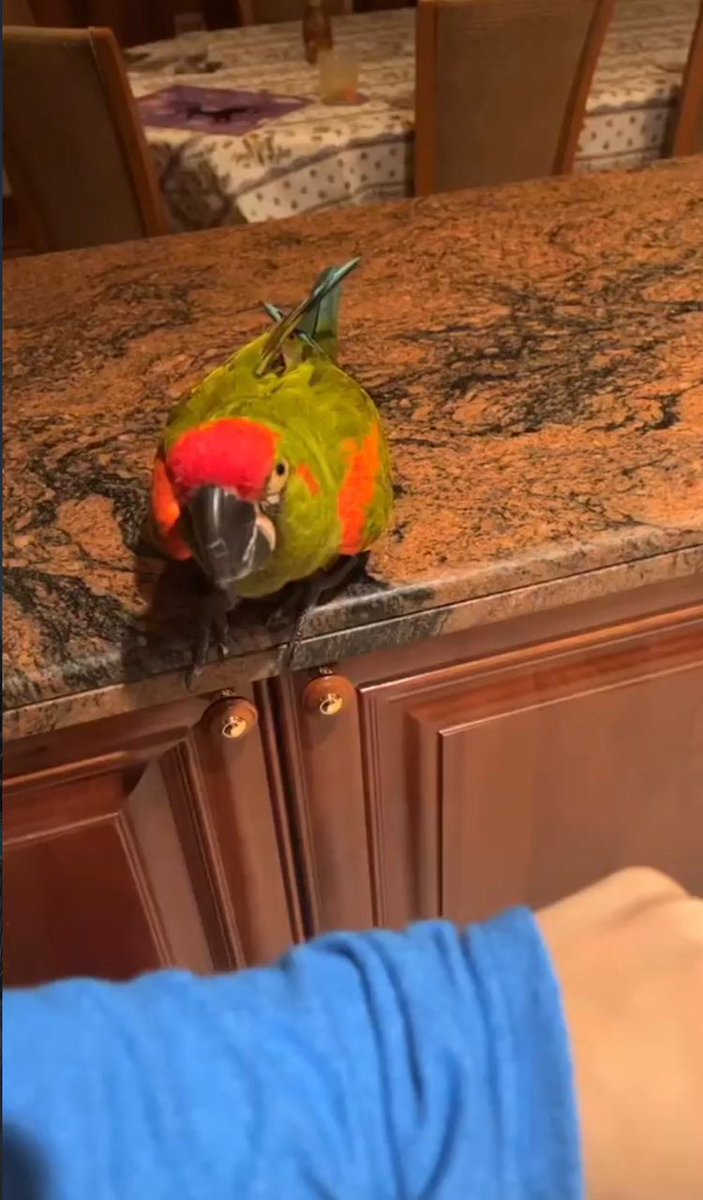 sharonwill51's tweet photo. Rocky 😂 https://t.co/pcTS4JJH1z