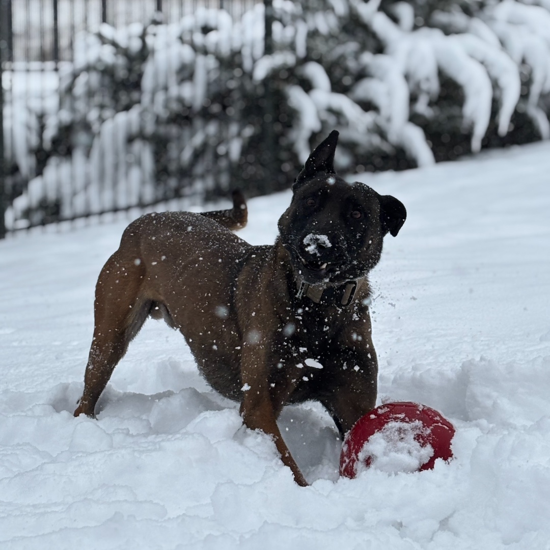 WestminsterPD's tweet photo. It's SNOWING!!
Yes, we know it’s been a minute since the last one, but this isn’t your first rodeo. If you’re planning to leave the house, we trust you know how to drive in the snow.
Please enjoy some action shots of K9 Ferro and K9 Tom fully embracing this weather! #WestyPD https://t.co/rsqYaT1bHK