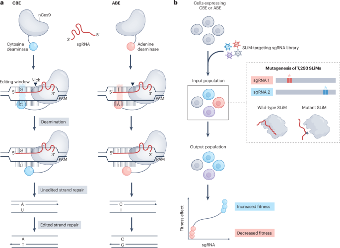 NatureStructMolBiol tweet media