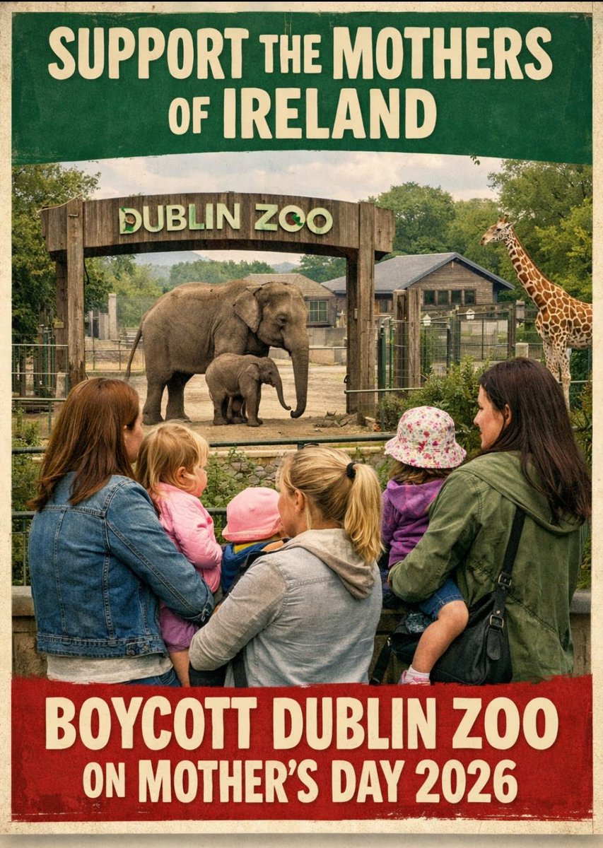 The Irish wolfhound tweet media