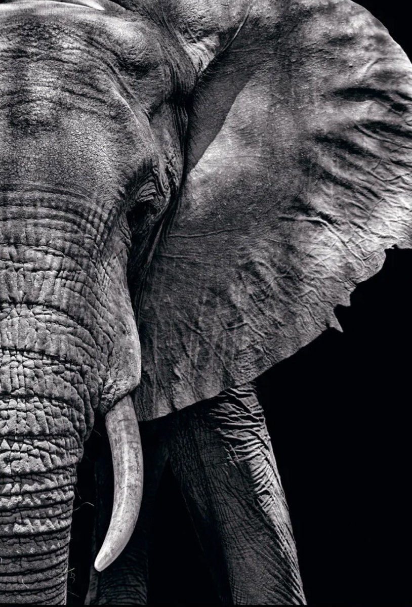 Savvy 🏴‍☠️🖤🏴‍☠️ tweet media