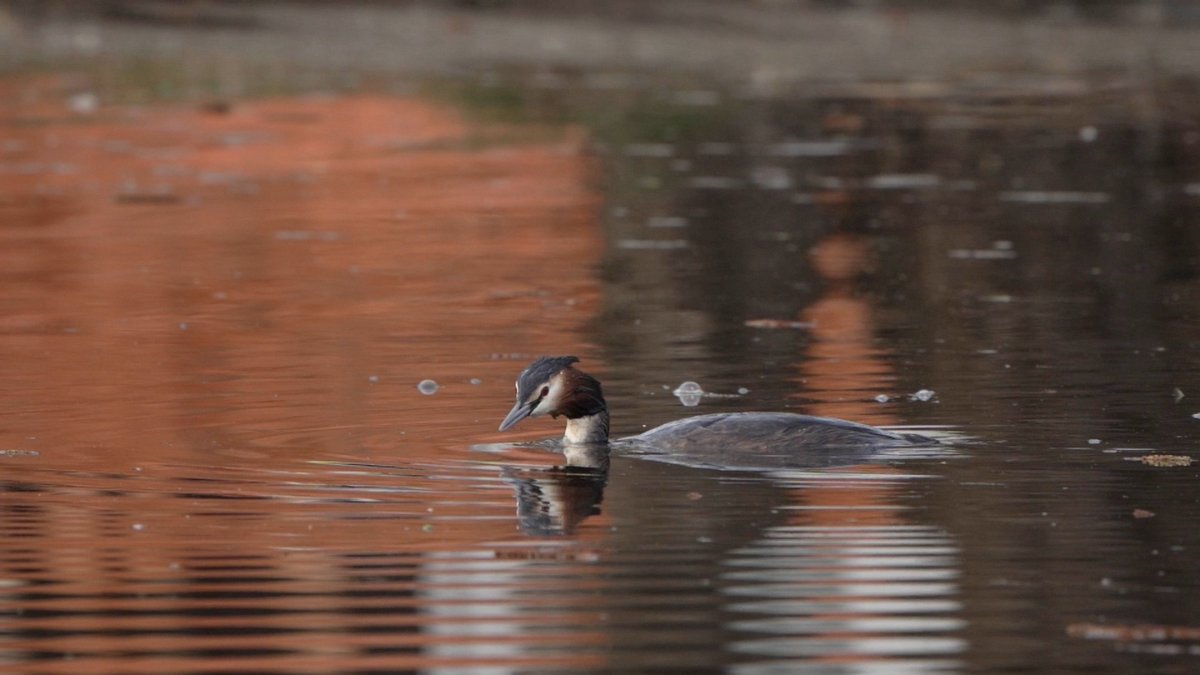 Aan het einde van de dag mijn eerste vogelwandeling in 2026 over de Grote Nes bij Oud-Alblas gemaakt. De groene vogels domineerden: groene specht, groenling en vuurgoudhaan, maar het begon met de fuut: youtube.com/watch?v=mDoVCP… #Alblasserwaard #vogelskijken #Natuur