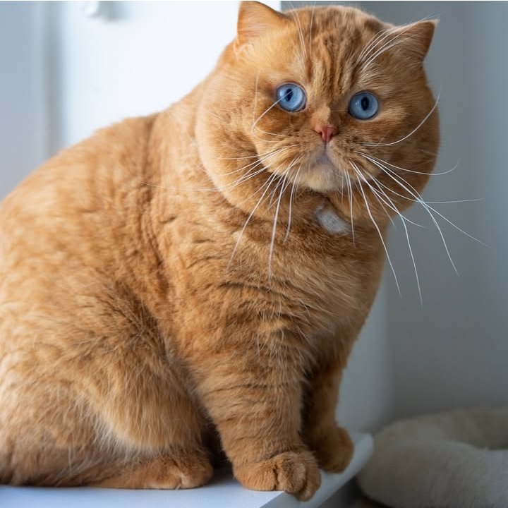 learn and prepare tweet media