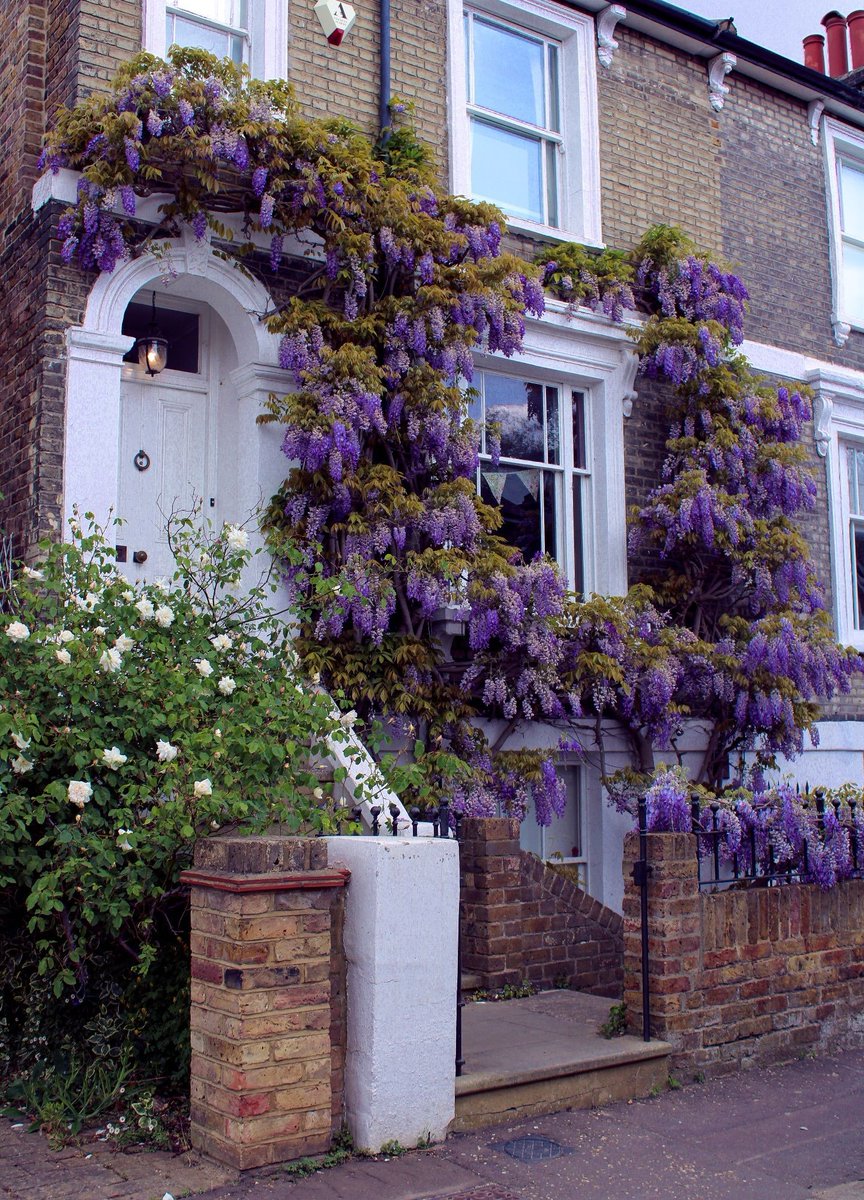 nobody told me london looks like a bridgerton episode during wisteria season 🌸💜