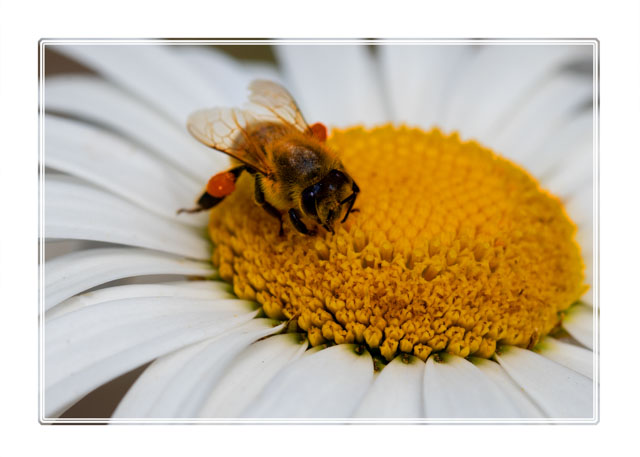photos_dsmith's tweet image. We know how #important #pollinating #insects are. This large #daisy #flower was certainly helping feed the #creature and benefiting from its visit. #insectphotography #flowerphotography #macrophotography. See more from this #awardwinning #photographer at darrensmith.org.uk