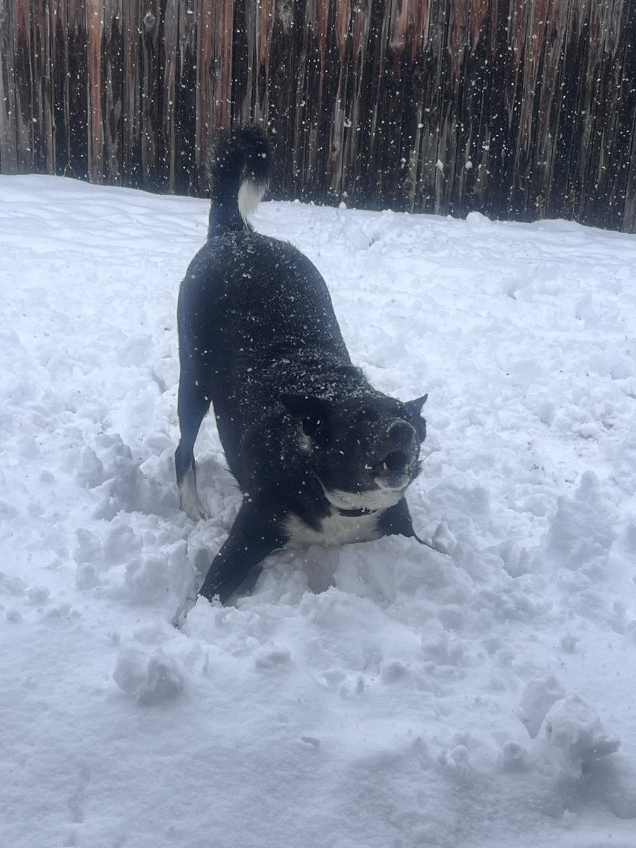 JessicaFey7's tweet image. Took over 10 minutes to convince him to get back in the house. He legit barked at me the whole time running away from me to stay outside. 🤣 He loves the snow so much! 

#dogday #snowday #cowx #dogsofX #funnydogs