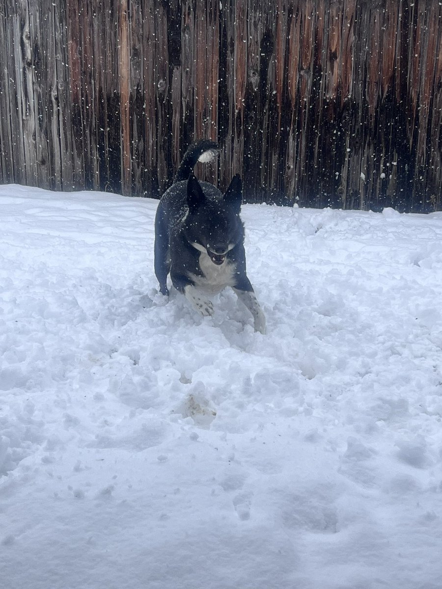 JessicaFey7's tweet image. Took over 10 minutes to convince him to get back in the house. He legit barked at me the whole time running away from me to stay outside. 🤣 He loves the snow so much! 

#dogday #snowday #cowx #dogsofX #funnydogs