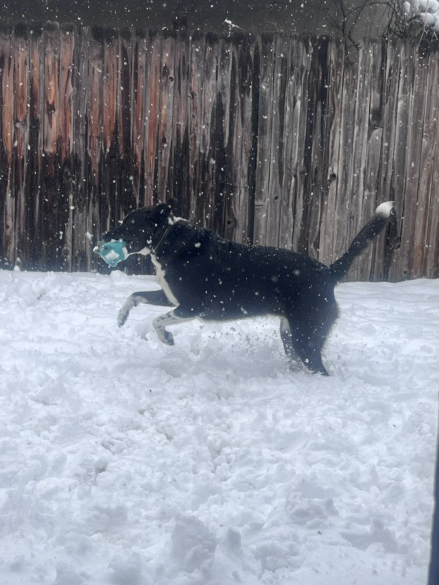 JessicaFey7's tweet image. Took over 10 minutes to convince him to get back in the house. He legit barked at me the whole time running away from me to stay outside. 🤣 He loves the snow so much! 

#dogday #snowday #cowx #dogsofX #funnydogs