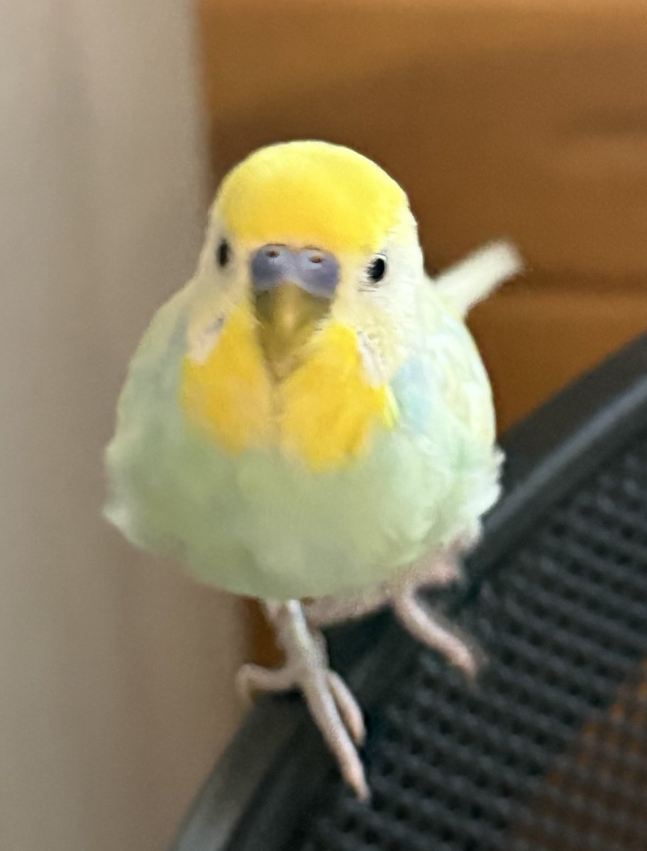 さくら tweet media