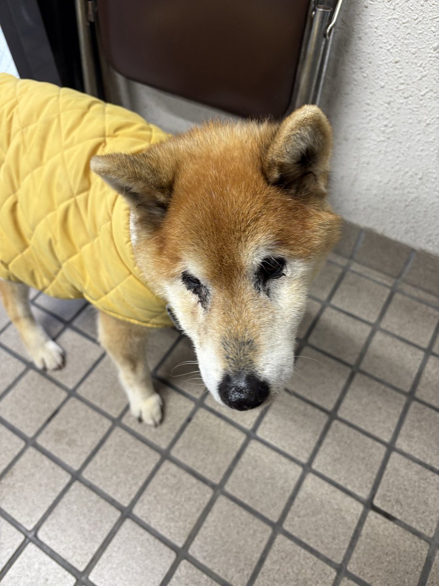 sacchan_810's tweet photo. 3/7午前7時頃、福岡県福津市東福間　東福間団地郵便局あたりで迷子犬保護しました。
青の首輪に、黄色の服をきています。
狂犬病の札はついています。
津丸交番にあずけてきました。
早く飼い主さんのもとにかえれますように☺️
#迷子犬センター 
#迷子犬
#福津市
#宗像警察署 https://t.co/jGmlDBjySc