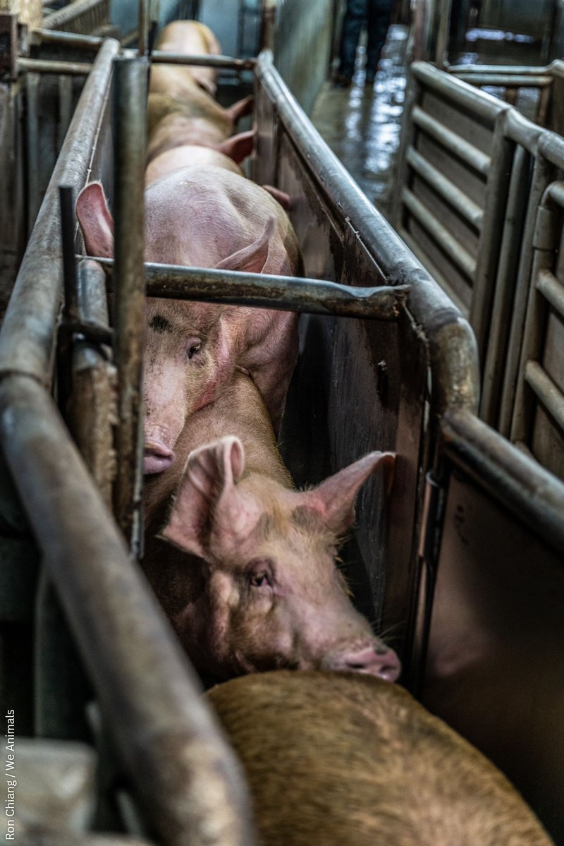Imagine standing in line and watching everyone before you get their throat slit, knowing you’re next.

That’s the meat industry.