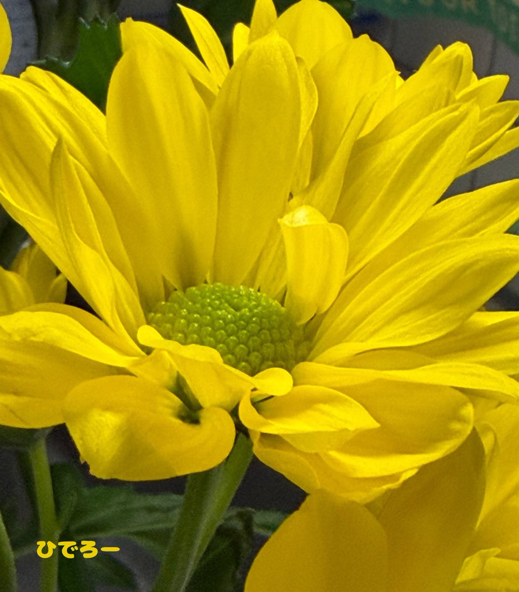 ひでろー ゆっくりお返し tweet media