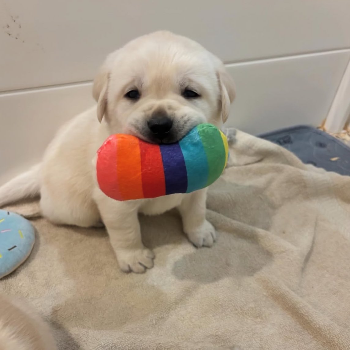 regi isa tweet media