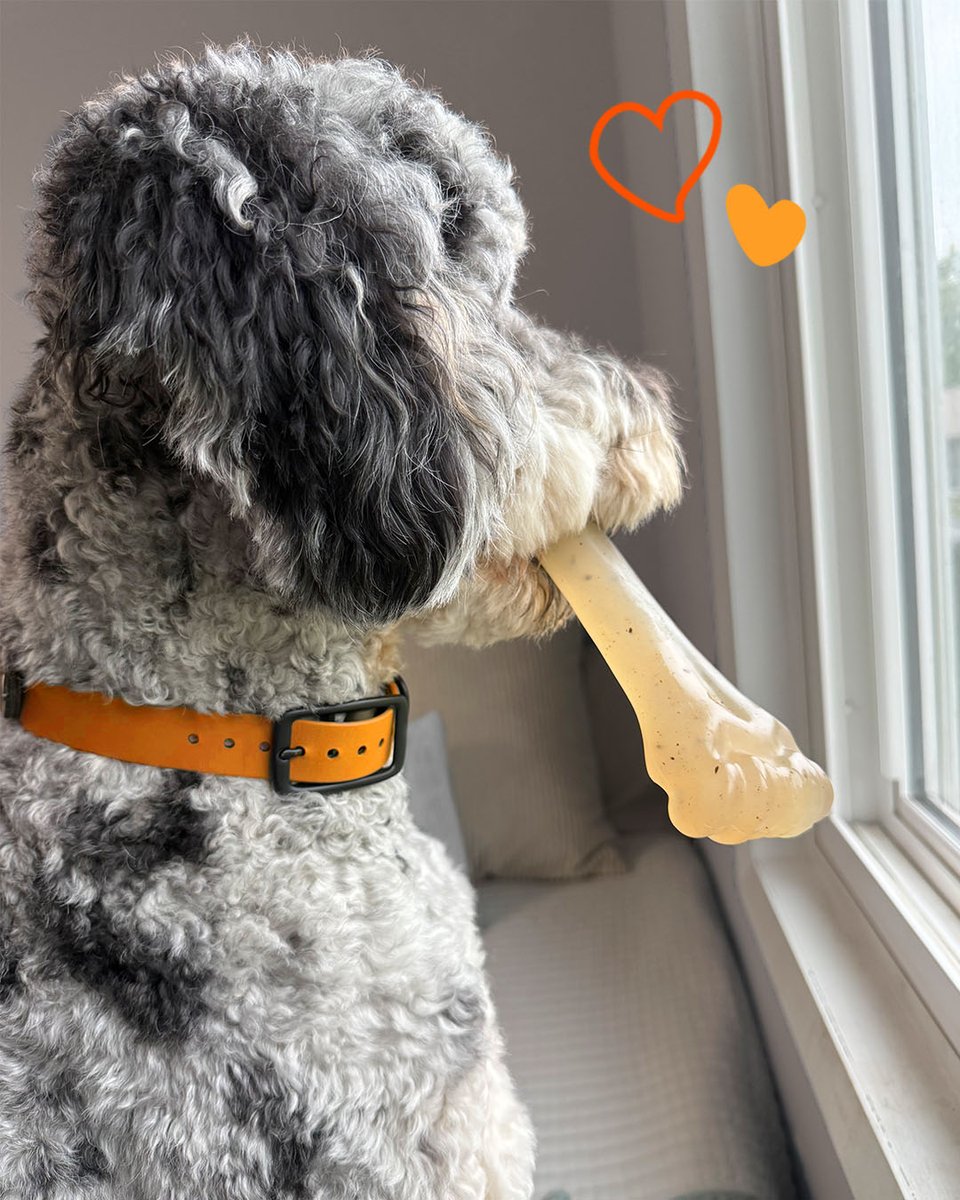 Nylabone Products tweet media