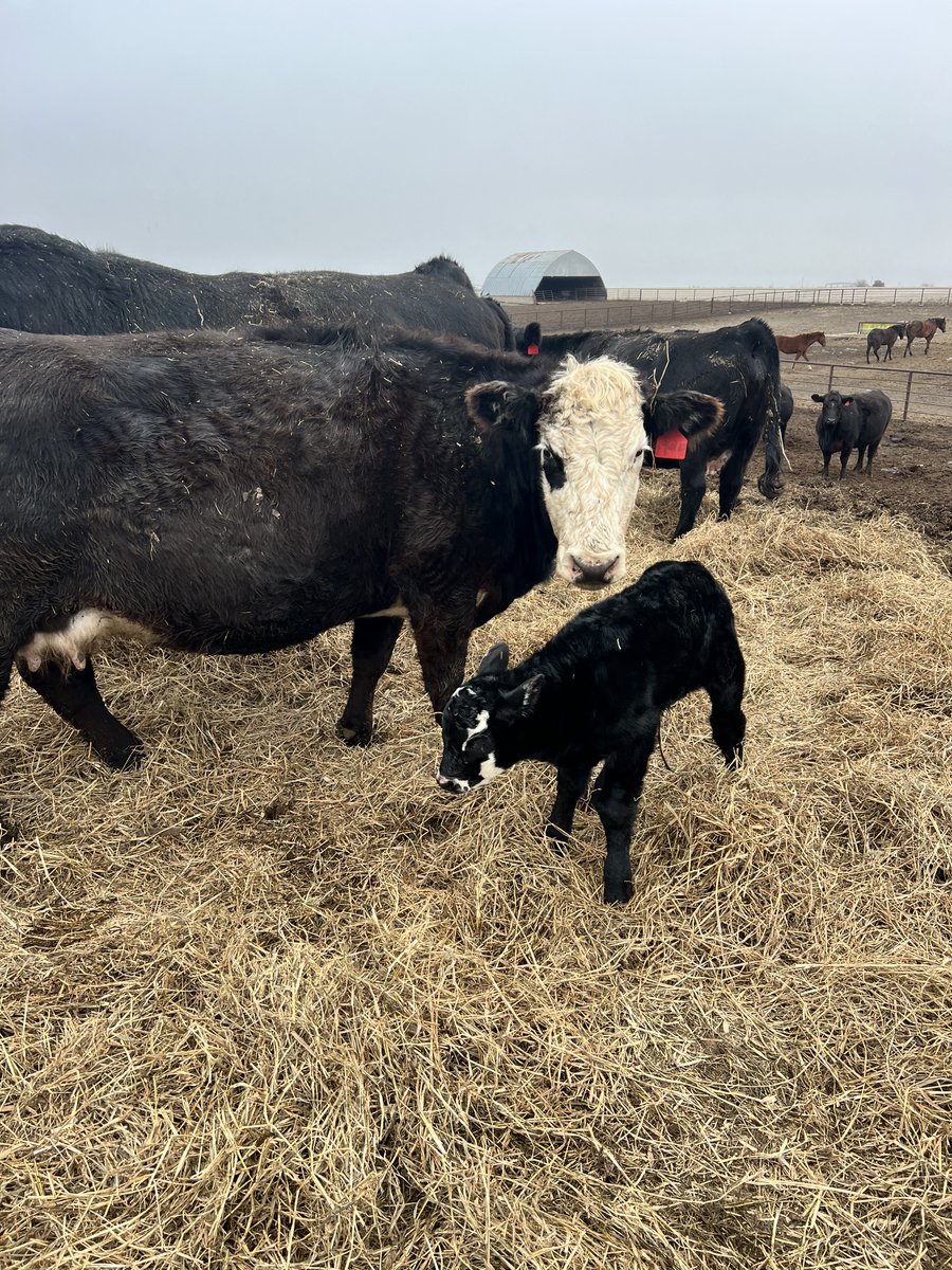 Chad Engle. tweet media